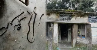 ‎ঝালকাঠির কমিউনিটি ক্লিনিকে একসঙ্গে ৭ সাপ, আতঙ্কে স্বাস্থ্যকর্মীরা